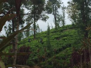Guy Hilton FIH shares his experience of visiting Hope & Glory’s tea gardens in Sri Lanka | Institute of Hospitality